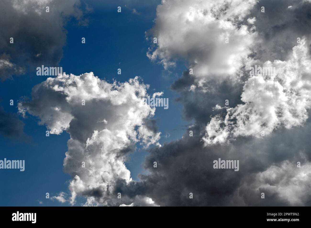 Des cumulus à volants montant dans un ciel bleu pendant un beau temps d'été Banque D'Images