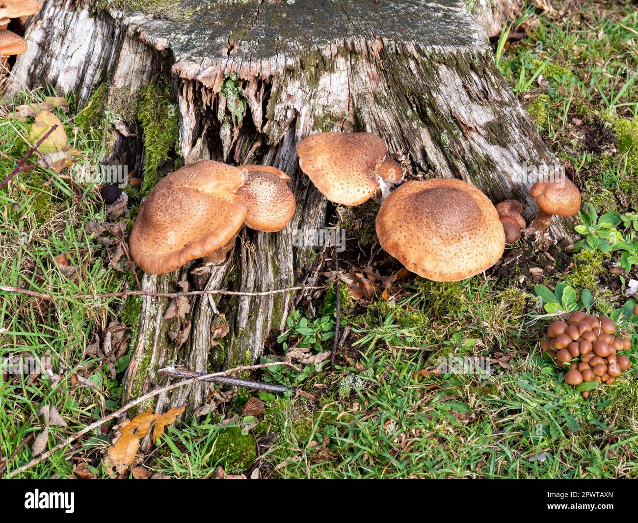 Armillaria ostoyae sur le tronc des arbres, Drenthe, pays-Bas Banque D'Images