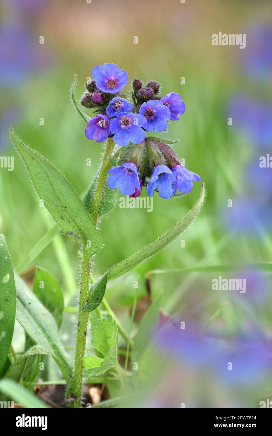 Lungwort à feuilles étroites - Pulmonaria longifolia Banque D'Images