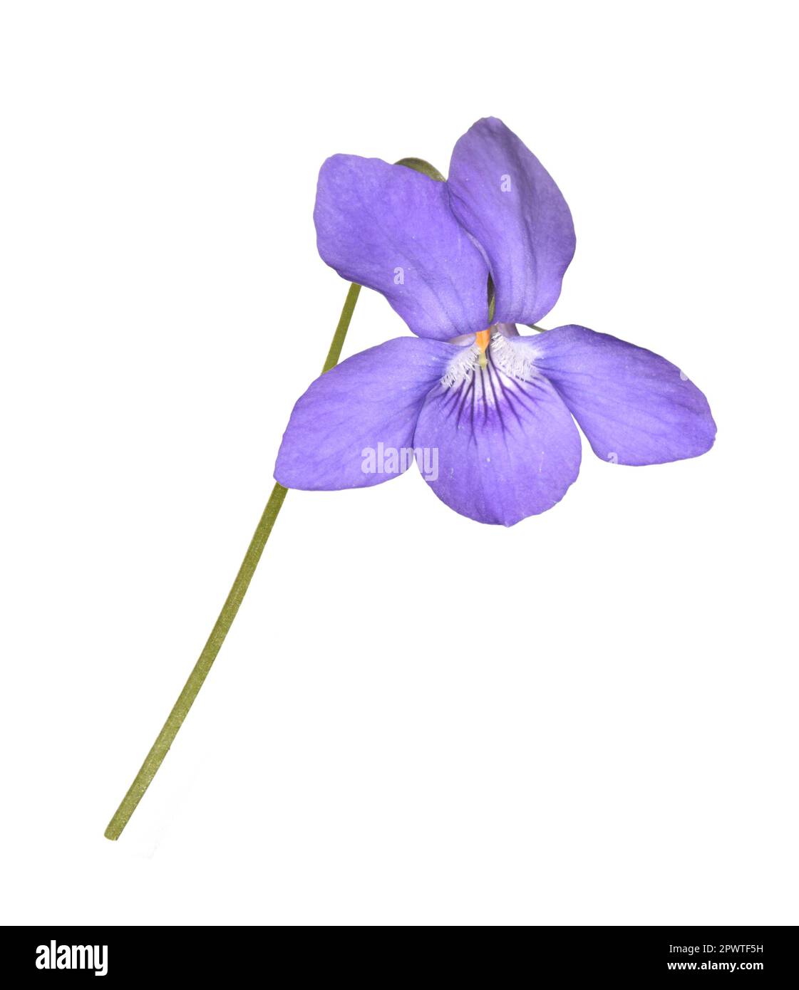 Chien-violet commun - Viola riviniana Banque D'Images