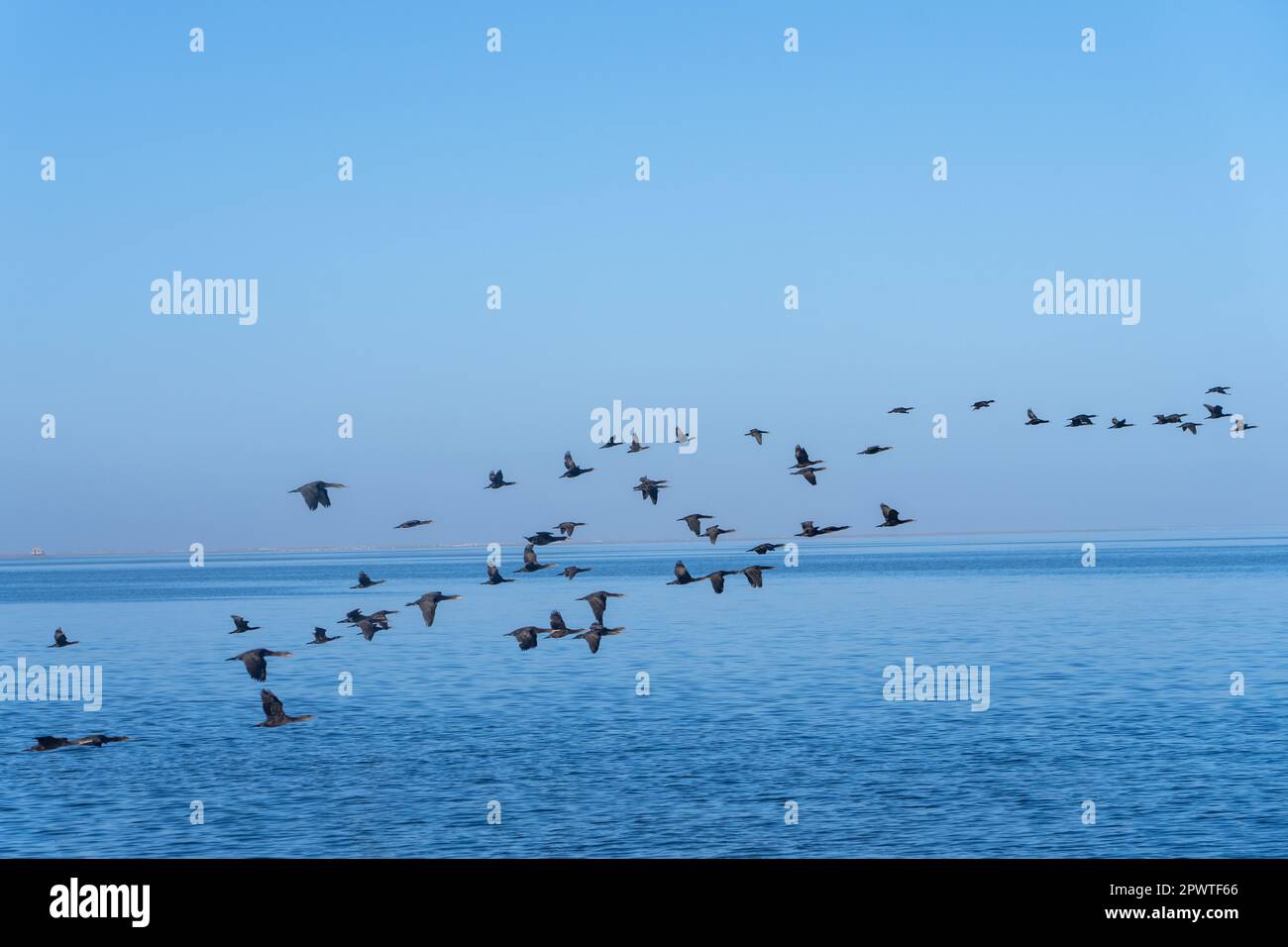 Cape Cormorant ou Cape Shag (population décroissante) dans la baie Walvis survolant l'océan Atlantique Banque D'Images