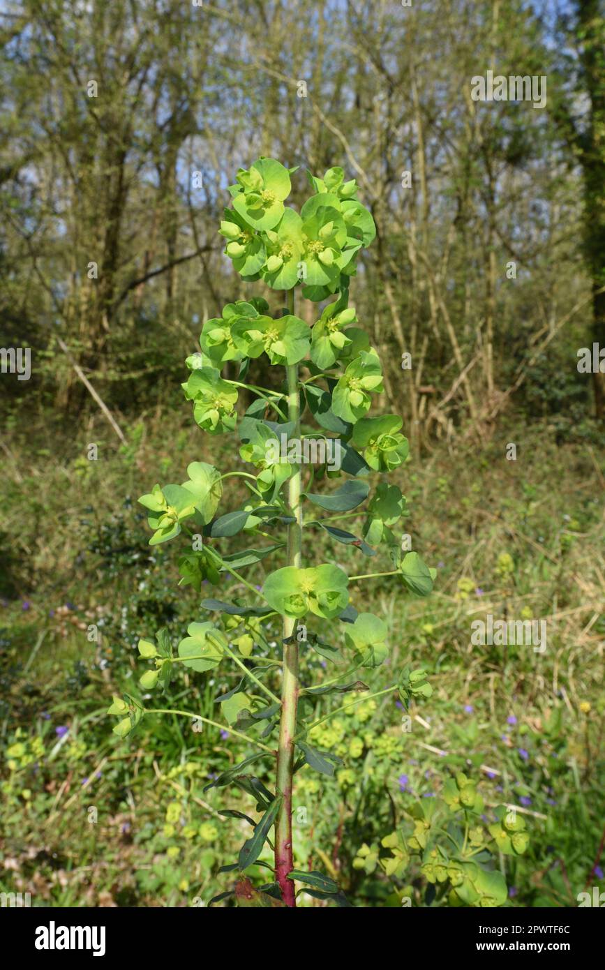 L'euphorbe ésule Euphorbia amygdaloides - Bois Banque D'Images