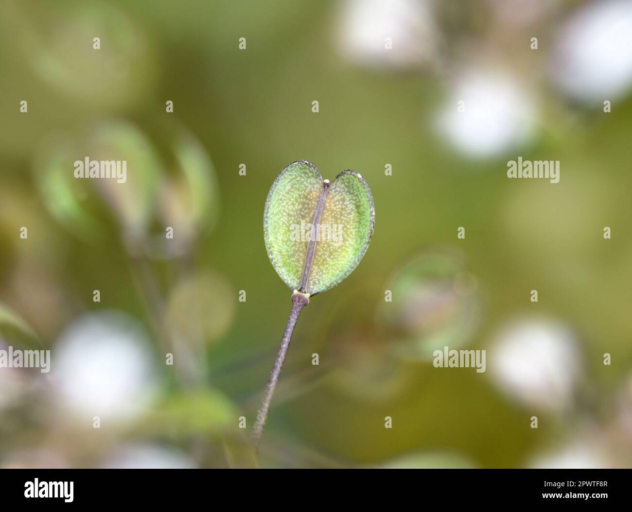 Perfoliate Penny-cresson - Thlaspi perfoliatum Banque D'Images