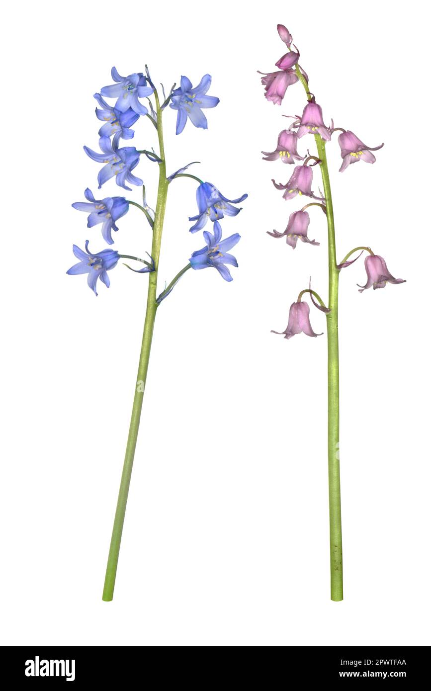 Bluebells hybrides - Hyncinthoides x massartiana Banque D'Images