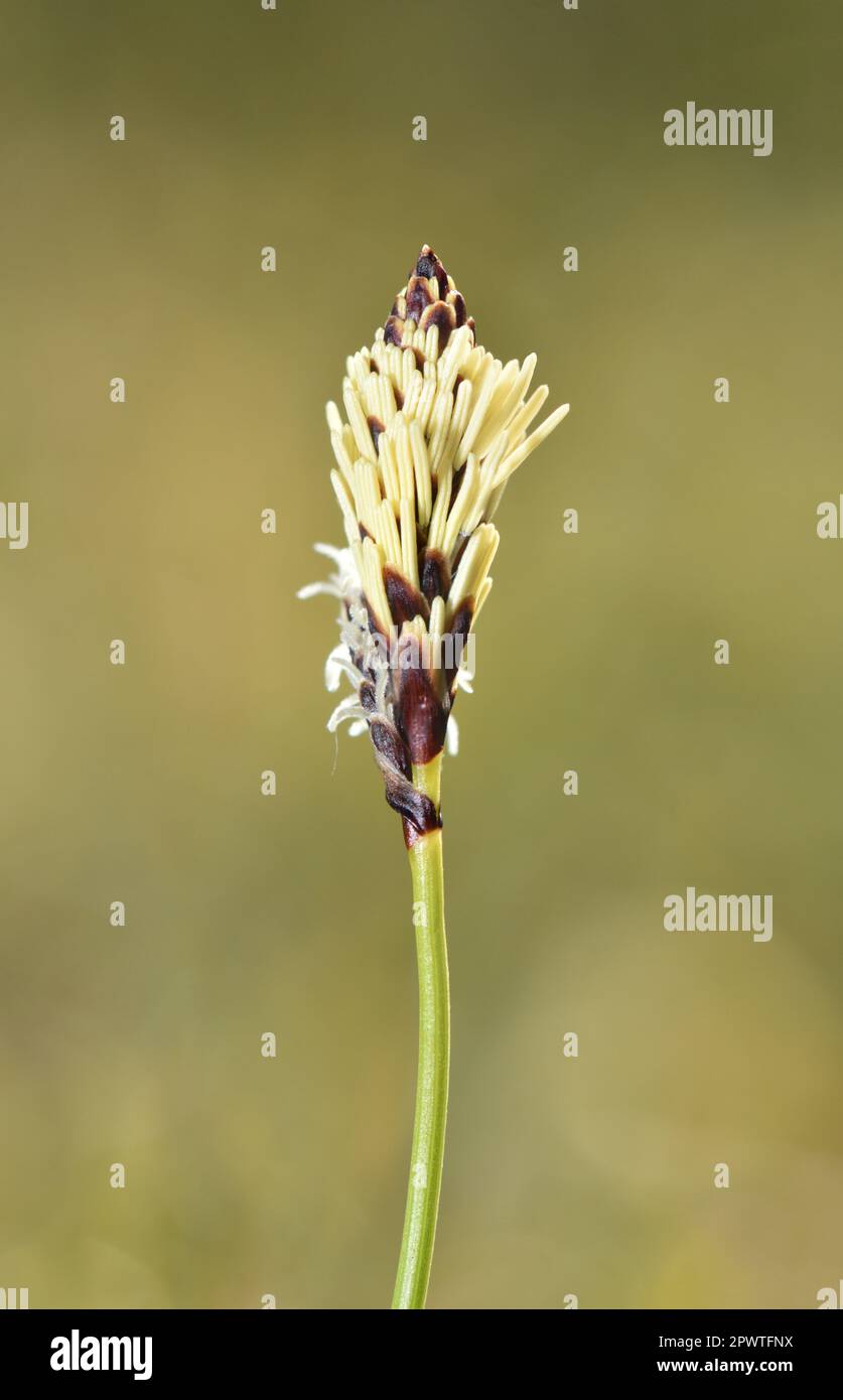 Rare Spring Sedge - Carex ericetorum Banque D'Images