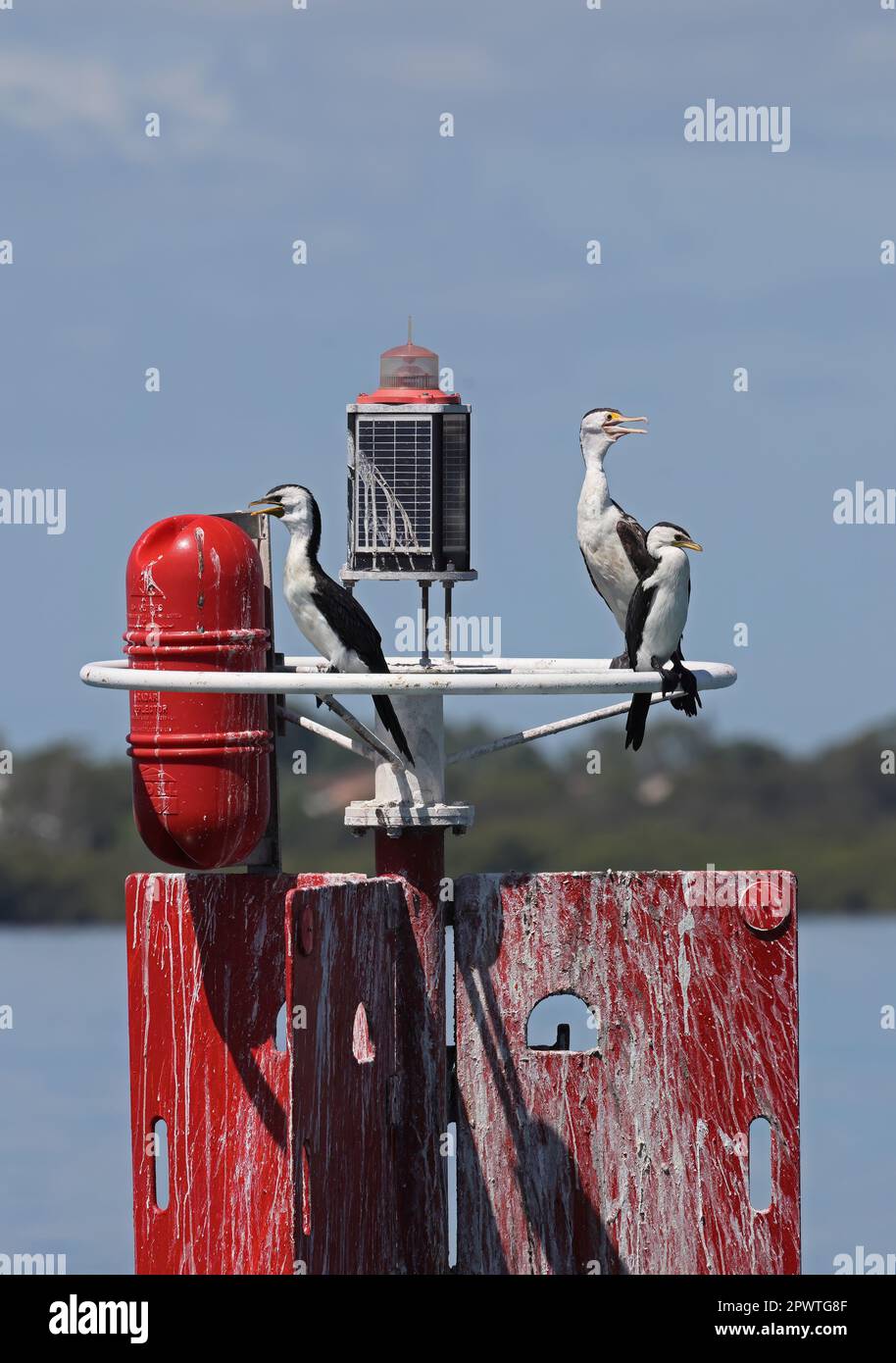 Les adultes de Pálacrocorax varius hypoleucos et de Little Pied Cormorant (Microcarbo melanolucos) perchés sur un poste de repère dans le canal de navigation M Banque D'Images