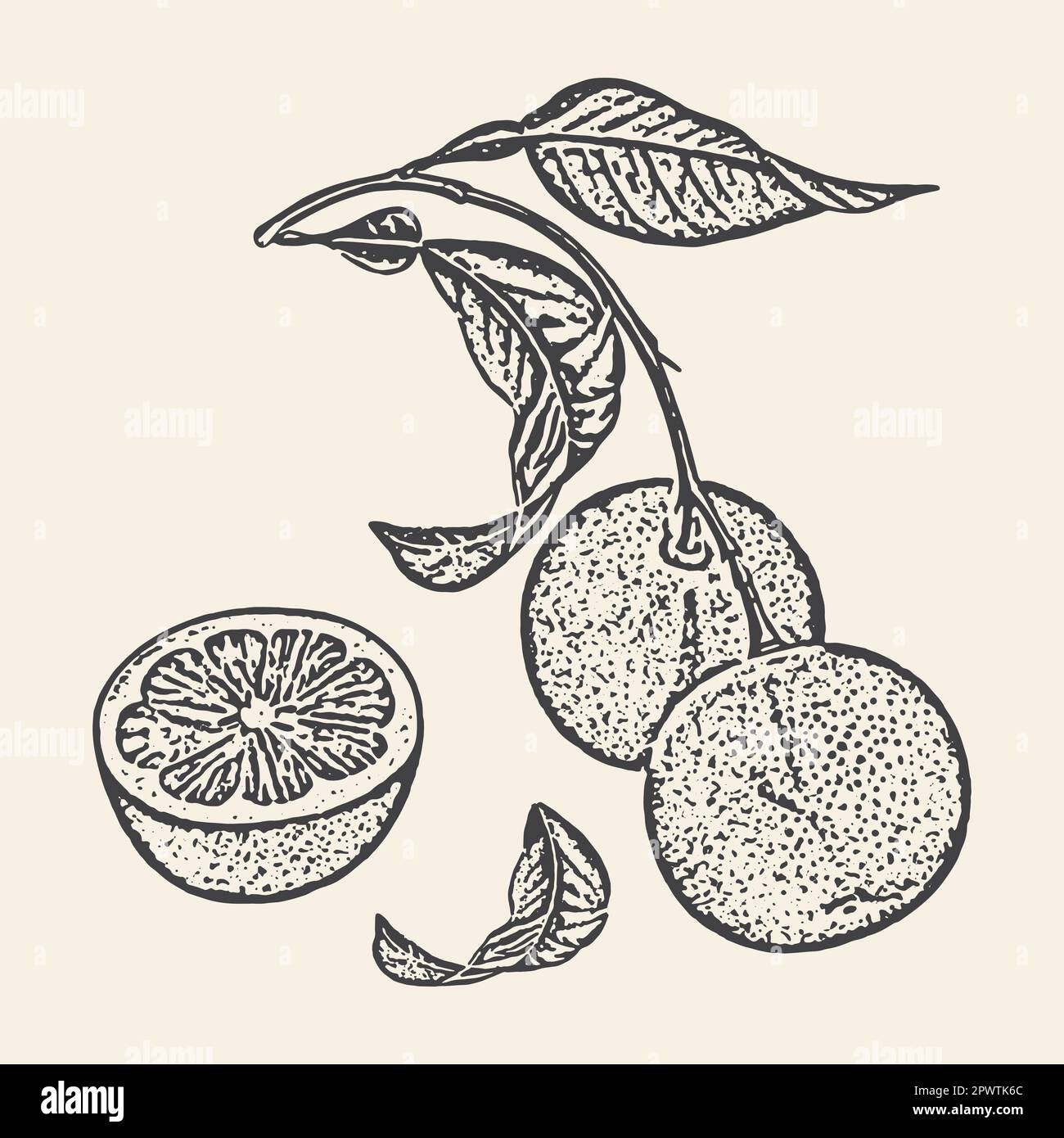 Branche Mandarin avec carte de logo représentant un croquis de fruits. Illustration de Vecteur