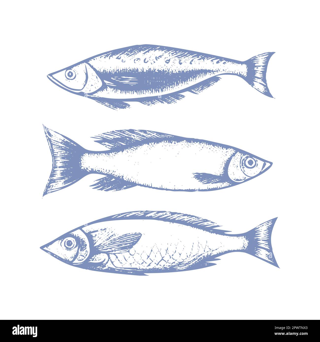 Vecteur Collection graphique de petits poissons à sprat , dessinés dans le style de l'art linéaire Le menu de fruits de mer comprend des sardines et des rats. Mer et océan Illustration de Vecteur