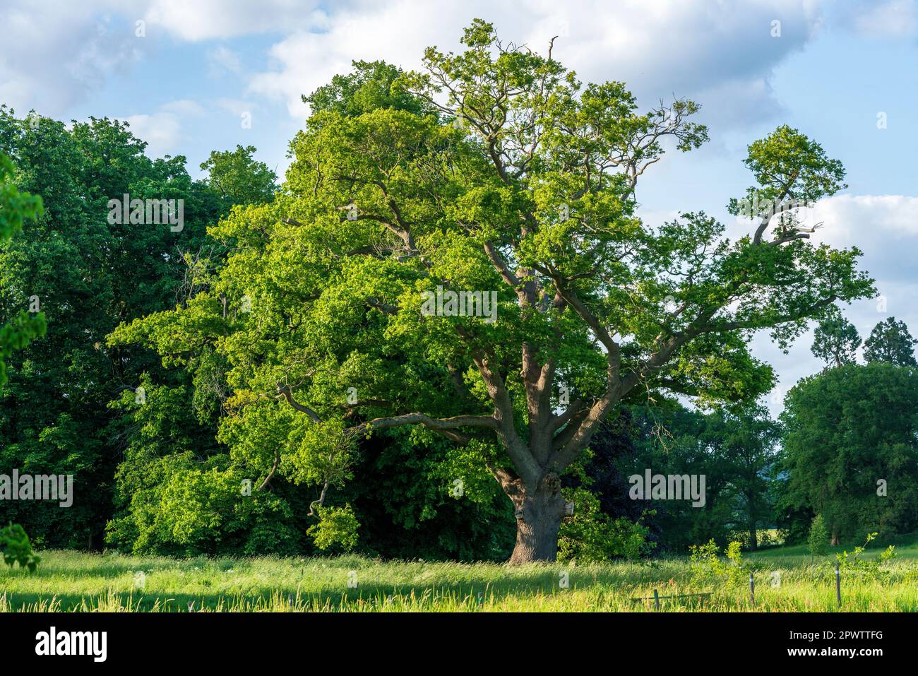 Le charme serein de la campagne anglaise, un ancien chêne, des vieux arbres intemporels et des paysages pittoresques. Banque D'Images Le charme serein de la campagne anglaise, un ancien chêne, des vieux arbres intemporels et des paysages pittoresques. Banque D'Images