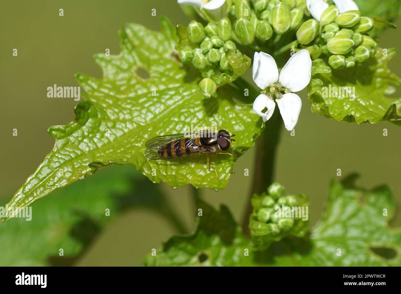 Gros plan l'aéroglisseur femelle Melangyna cincta synonyme Fagisyrphus cinctus, famille des Syrphidae. Sur une feuille de moutarde à l'ail (Alliaria petiolata). Ressort, Banque D'Images