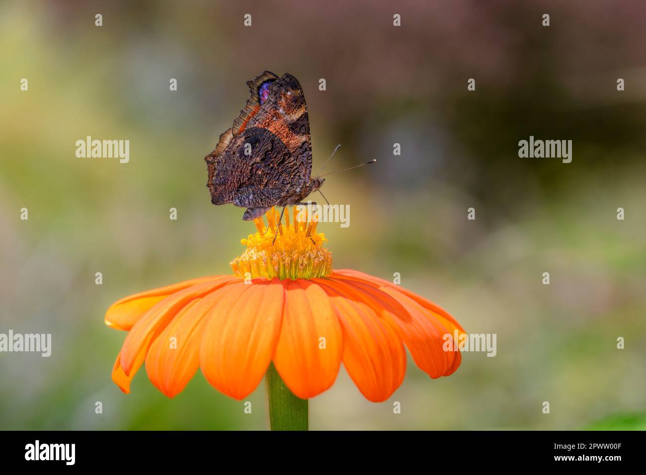Paon européen ou paon-papillon - Aglais-io - reposant sur des dahlia rouges - Dahlia coccinea Banque D'Images