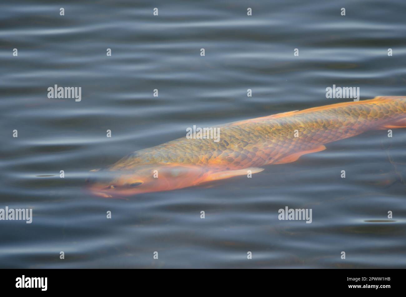 Carpe eurasienne Cyprinus carpio. Lac Yamanako. Yamanakakakako. Préfecture de Yamanashi. Parc national de Fuji-Hakone-Izu. Hinshu. Japon. Banque D'Images