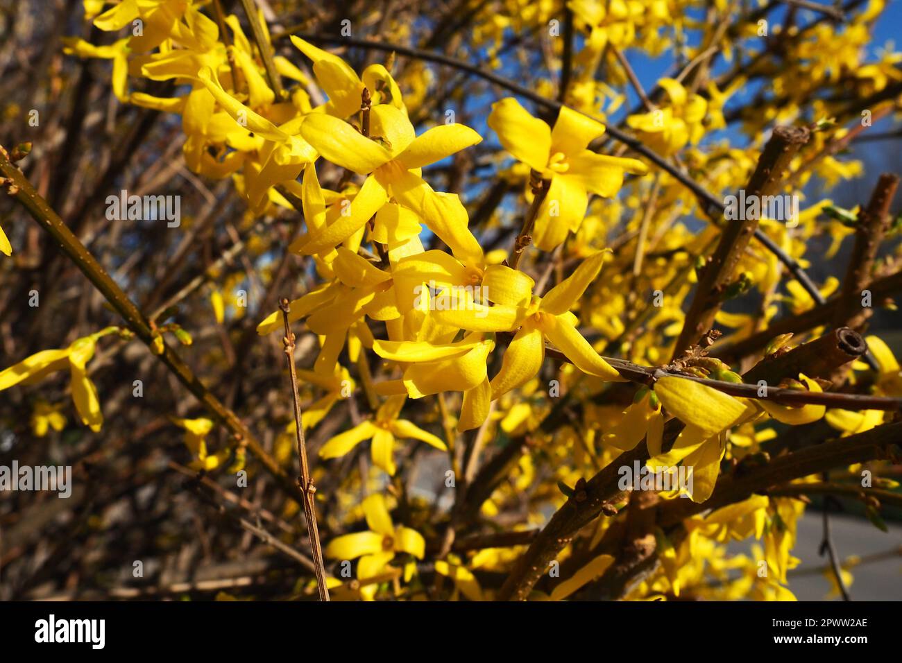 Forsythia est un genre d'arbustes et de petits arbres de la famille des oliviers. Nombreuses fleurs jaunes sur les branches et les pousses. Classe Dicotyledonous Order Lamiace Banque D'Images