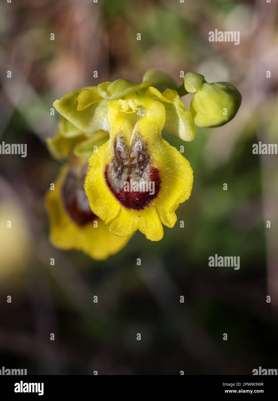Petite abeille-orchidée jaune Banque D'Images