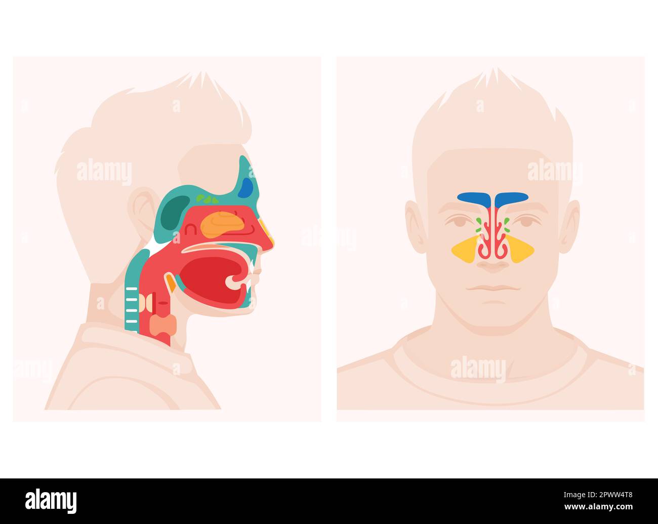 Schéma de coupe transversale de l'anatomie du nez montrant une illustration vectorielle plate des éléments des sinus paranasaux du palais mou Illustration de Vecteur