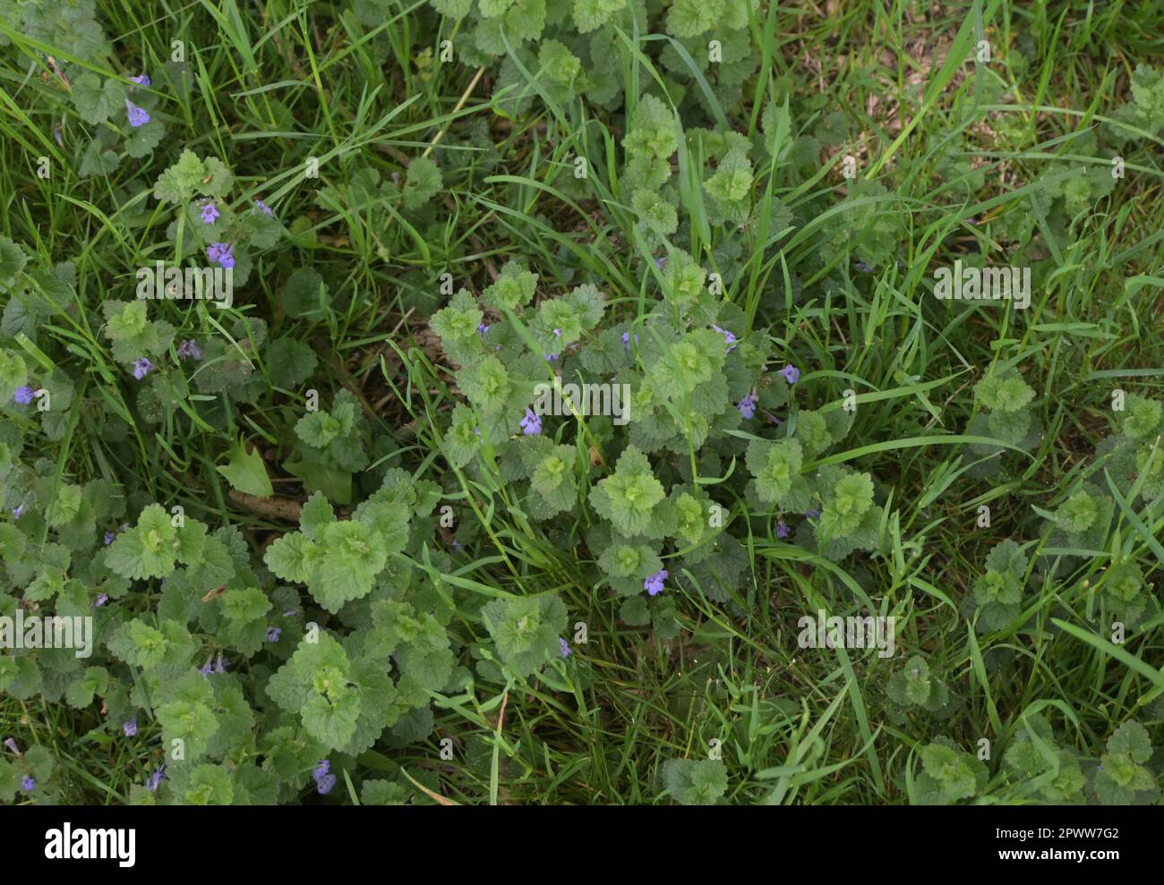 speedwell de champ Banque D'Images