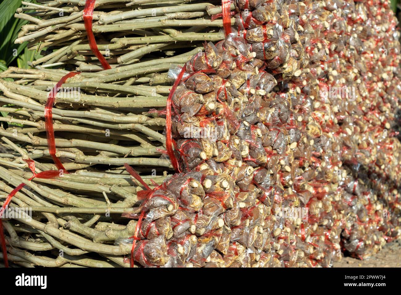 Un tas de semis d'Acacia pennata sur un marché rural en Thaïlande Banque D'Images