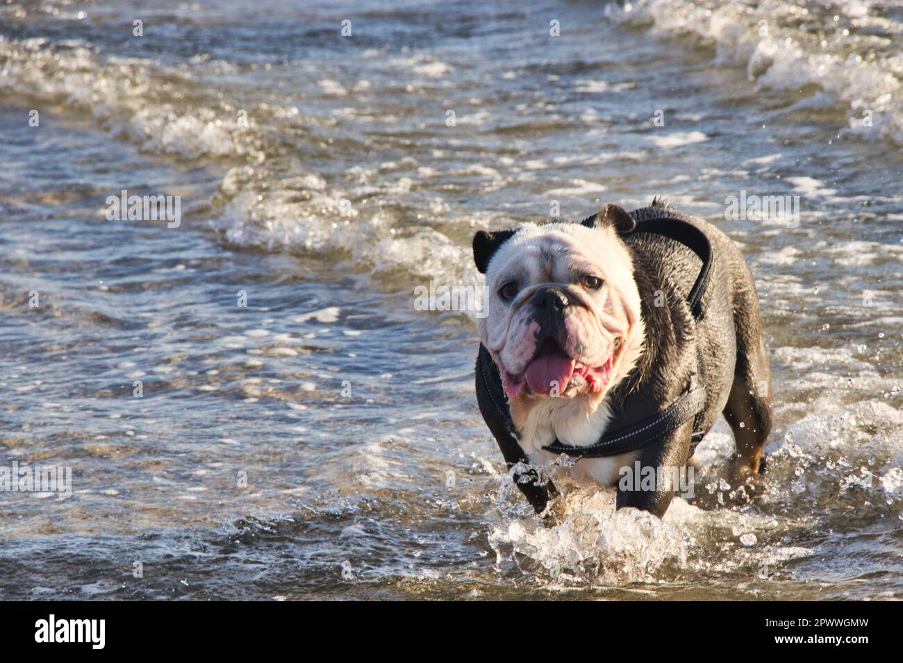 vacances: chiens jouant à la mer Banque D'Images