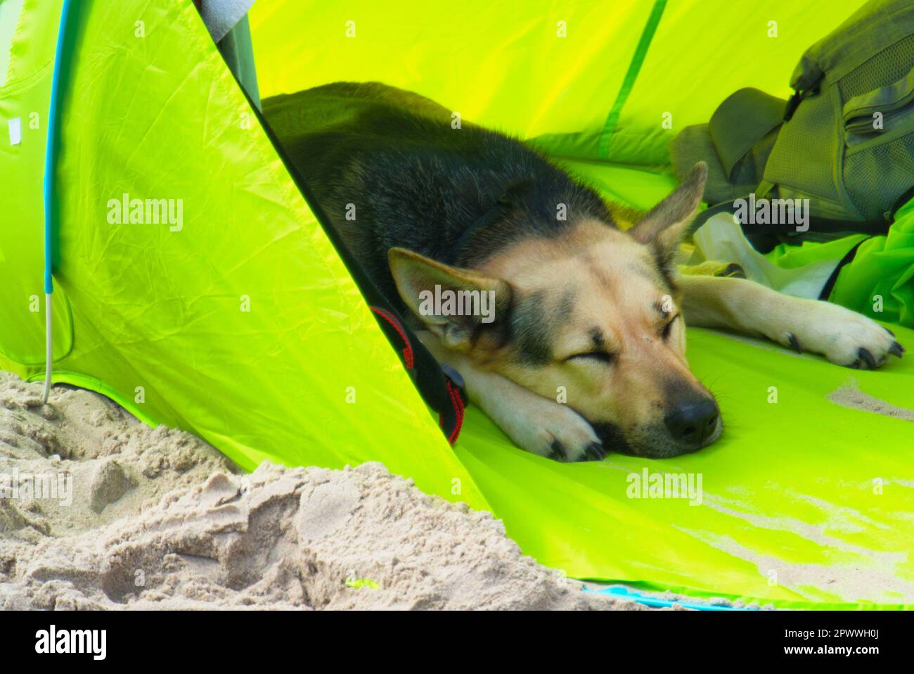 vacances: chien dormant Banque D'Images