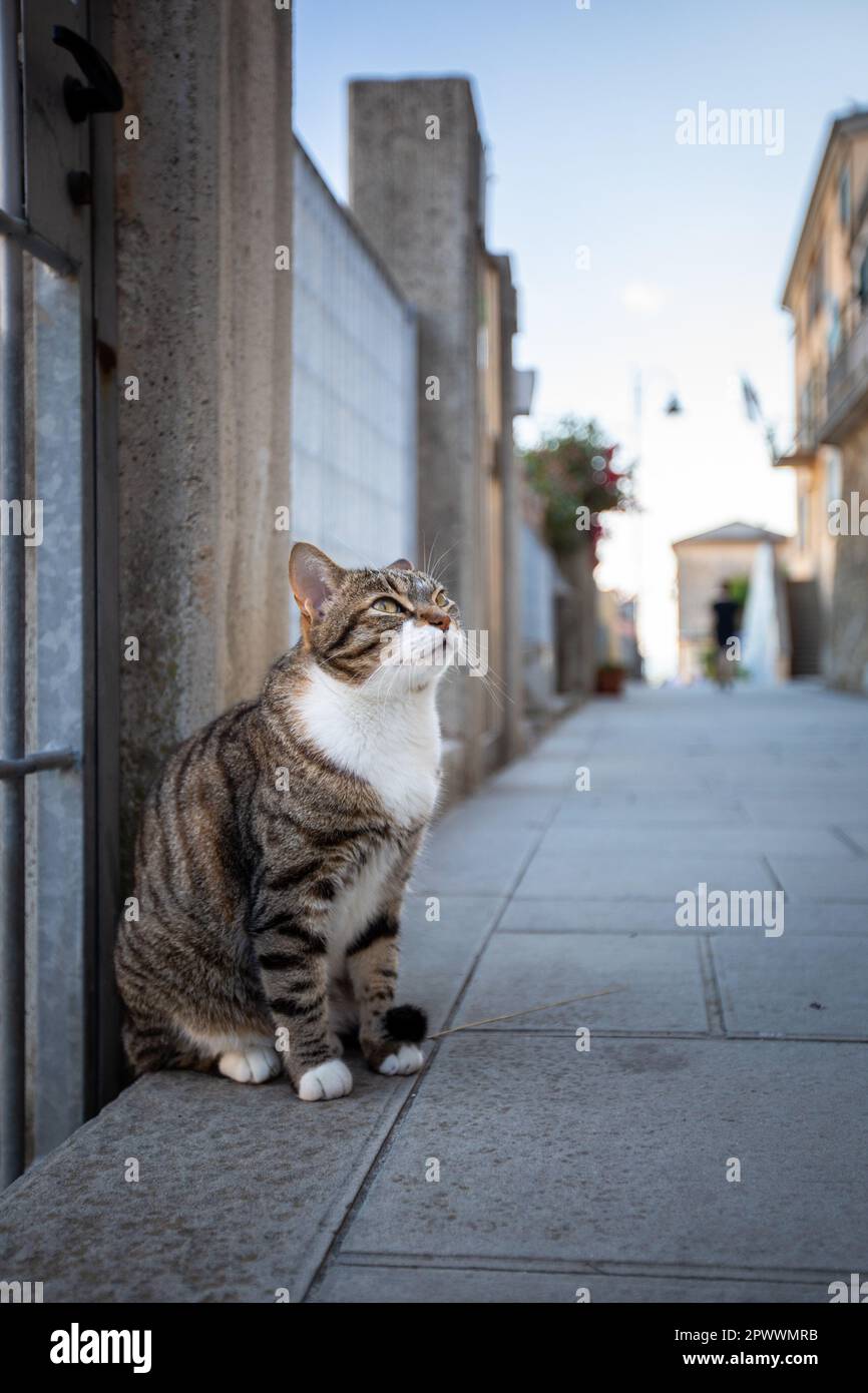 Cure chat dans les rues d'une petite ville italienne Banque D'Images