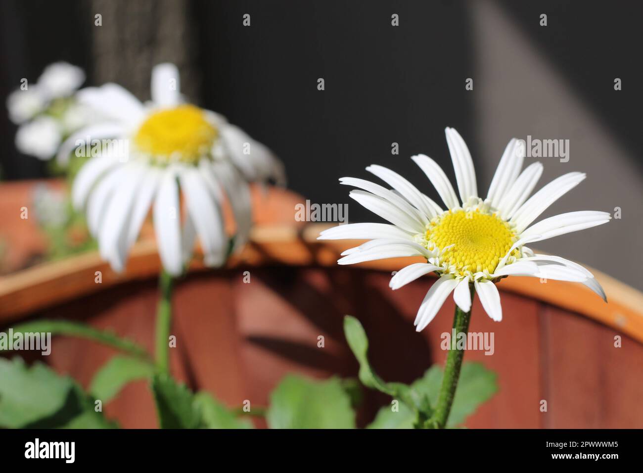 Shasta Daisies baignant au soleil sur le porche au printemps, pétales blancs et détails complexes tout au long de l'image. Qui n'aime pas les pâquerettes ??? Banque D'Images