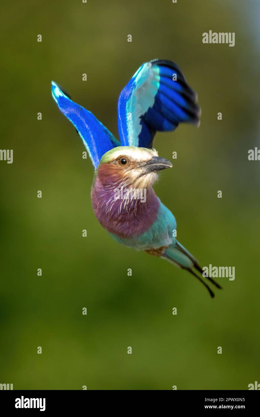 Le rouleau lilas-droit vole vers la tête de rotation de la caméra Banque D'Images