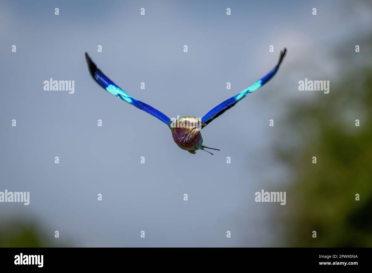 Mouches roulantes à la coupe lilas avec ailes écartées Banque D'Images