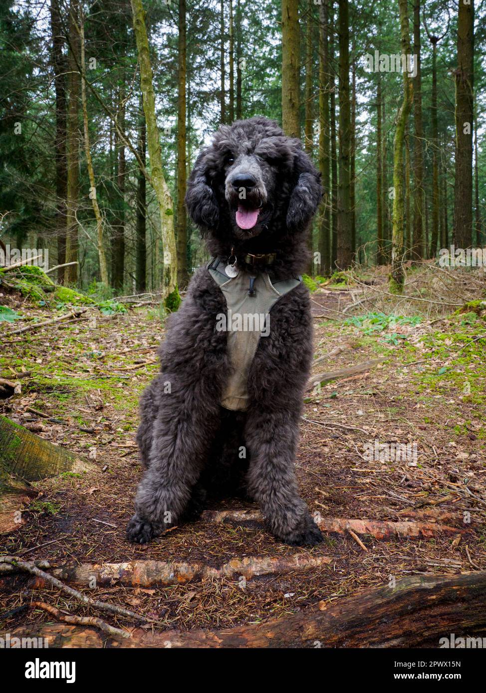 Chiot Puddle standard (9 mois) dans une forêt, Dorset, Royaume-Uni Banque D'Images