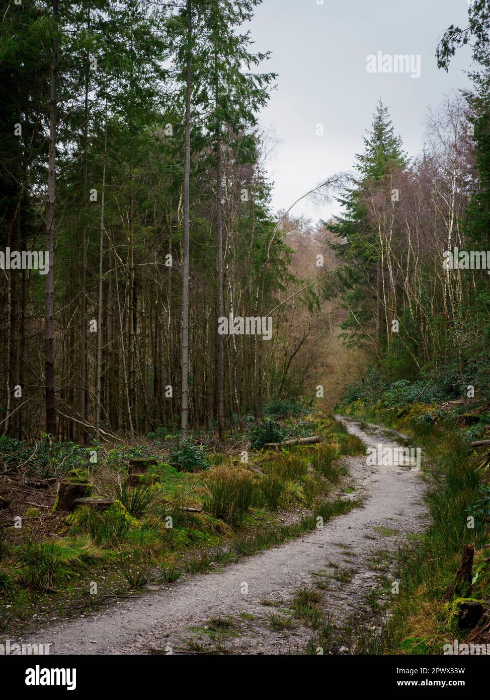 Sentier dans la forêt de Puddletown, Dorset, Royaume-Uni Banque D'Images