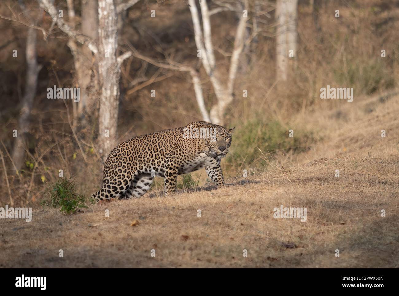 Un léopard mâle (pantera pardus) sur le promin dans l'un des parcs nationaux de l'Inde Banque D'Images