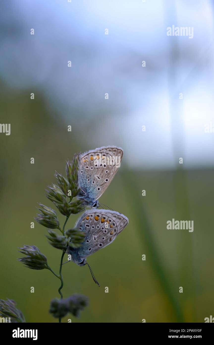 Deux papillons bleus communs sur une plante dans la nature gros plan, macro, au repos, dessous illustré, petit papillon bleu et gris. Banque D'Images Deux papillons bleus communs sur une plante dans la nature gros plan, macro, au repos, dessous illustré, petit papillon bleu et gris. Banque D'Images