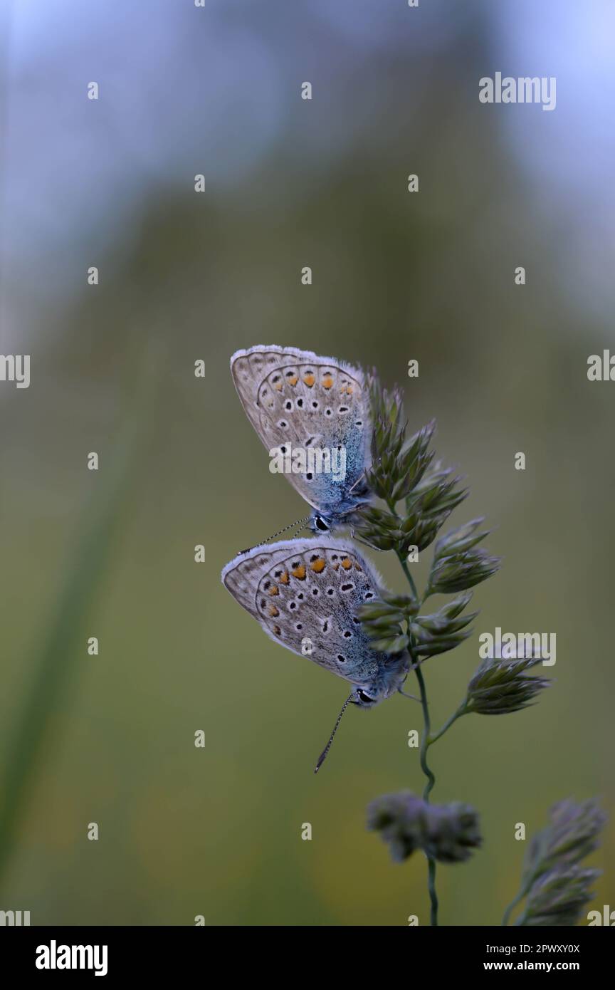 Deux papillons bleus communs sur une plante dans la nature gros plan, macro, au repos, dessous illustré, petit papillon bleu et gris. Banque D'Images Deux papillons bleus communs sur une plante dans la nature gros plan, macro, au repos, dessous illustré, petit papillon bleu et gris. Banque D'Images