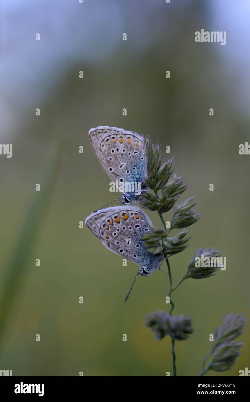 Deux papillons bleus communs sur une plante dans la nature gros plan, macro, au repos, dessous illustré, petit papillon bleu et gris. Banque D'Images Deux papillons bleus communs sur une plante dans la nature gros plan, macro, au repos, dessous illustré, petit papillon bleu et gris. Banque D'Images