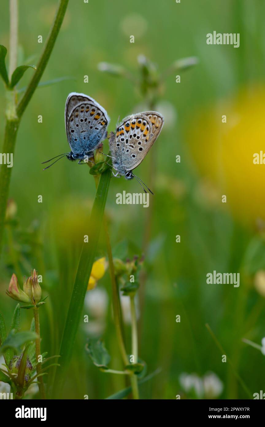Deux papillons bleus communs sur une plante dans la nature gros plan, macro, au repos, dessous illustré, petit papillon bleu et gris. Banque D'Images Deux papillons bleus communs sur une plante dans la nature gros plan, macro, au repos, dessous illustré, petit papillon bleu et gris. Banque D'Images
