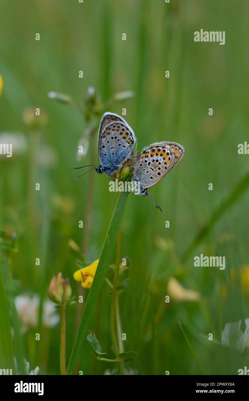 Deux papillons bleus communs sur une plante dans la nature gros plan, macro, au repos, dessous illustré, petit papillon bleu et gris. Banque D'Images Deux papillons bleus communs sur une plante dans la nature gros plan, macro, au repos, dessous illustré, petit papillon bleu et gris. Banque D'Images