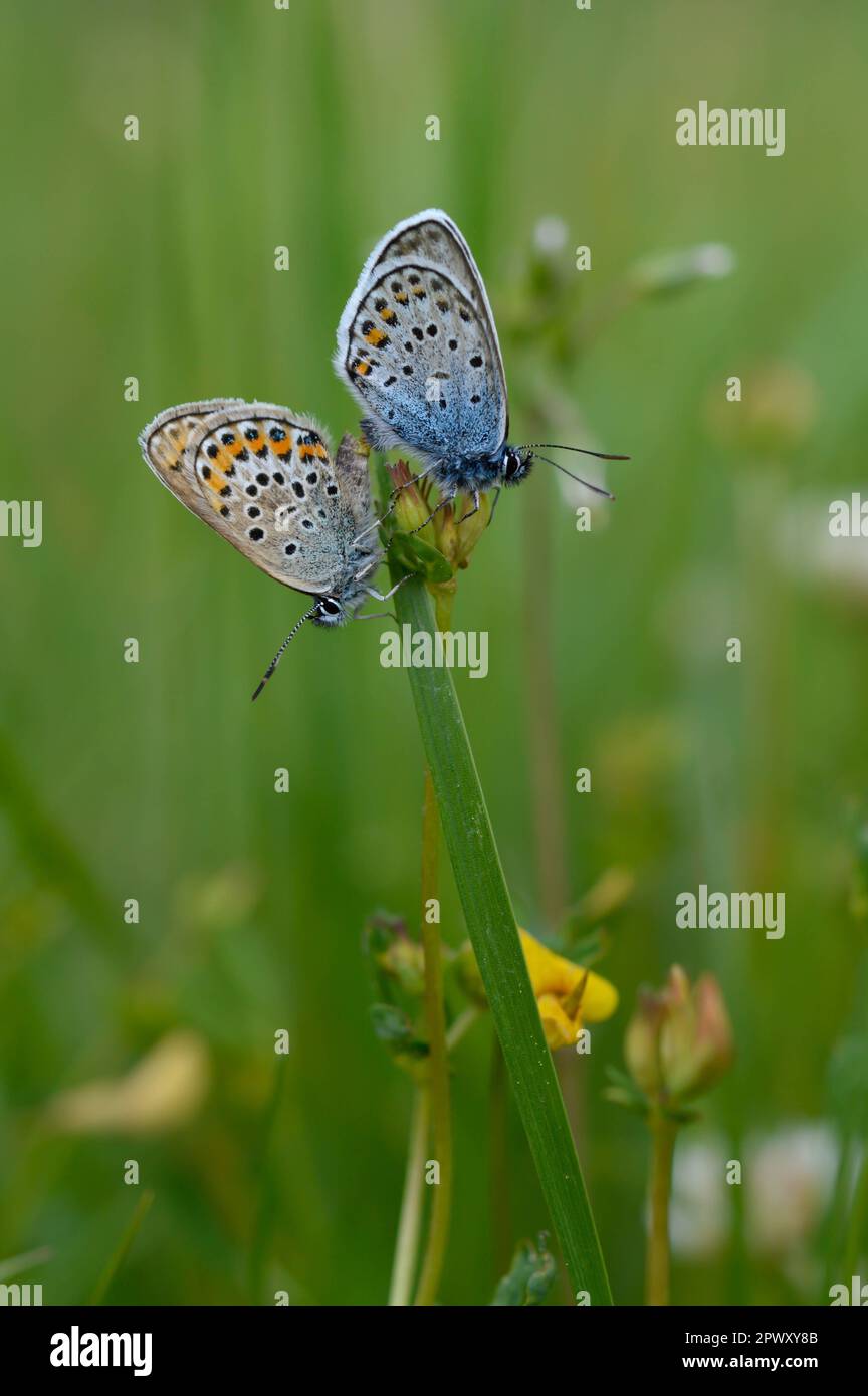 Deux papillons bleus communs sur une plante dans la nature gros plan, macro, au repos, dessous illustré, petit papillon bleu et gris. Banque D'Images Deux papillons bleus communs sur une plante dans la nature gros plan, macro, au repos, dessous illustré, petit papillon bleu et gris. Banque D'Images