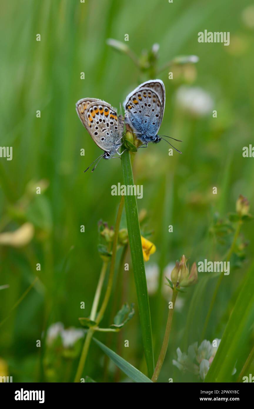 Deux papillons bleus communs sur une plante dans la nature gros plan, macro, au repos, dessous illustré, petit papillon bleu et gris. Banque D'Images Deux papillons bleus communs sur une plante dans la nature gros plan, macro, au repos, dessous illustré, petit papillon bleu et gris. Banque D'Images