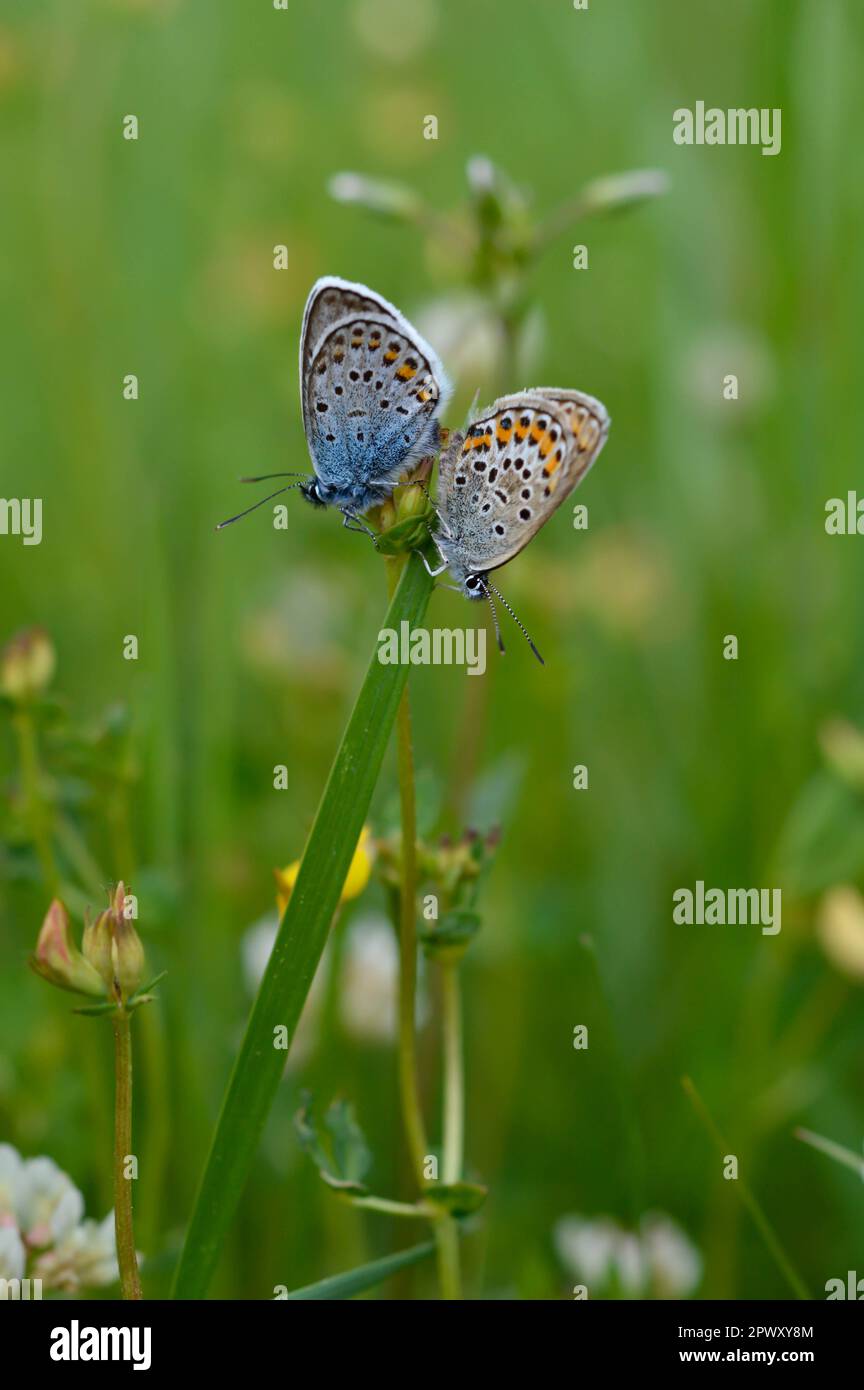 Deux papillons bleus communs sur une plante dans la nature gros plan, macro, au repos, dessous illustré, petit papillon bleu et gris. Banque D'Images Deux papillons bleus communs sur une plante dans la nature gros plan, macro, au repos, dessous illustré, petit papillon bleu et gris. Banque D'Images