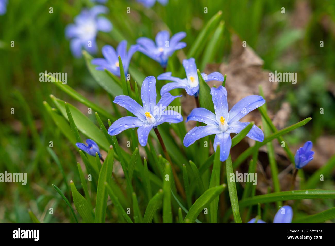 Mouiller avec des gouttes d'eau la gloire de Bossier ou la gloire de Lucile (Scilla luciliae) Banque D'Images