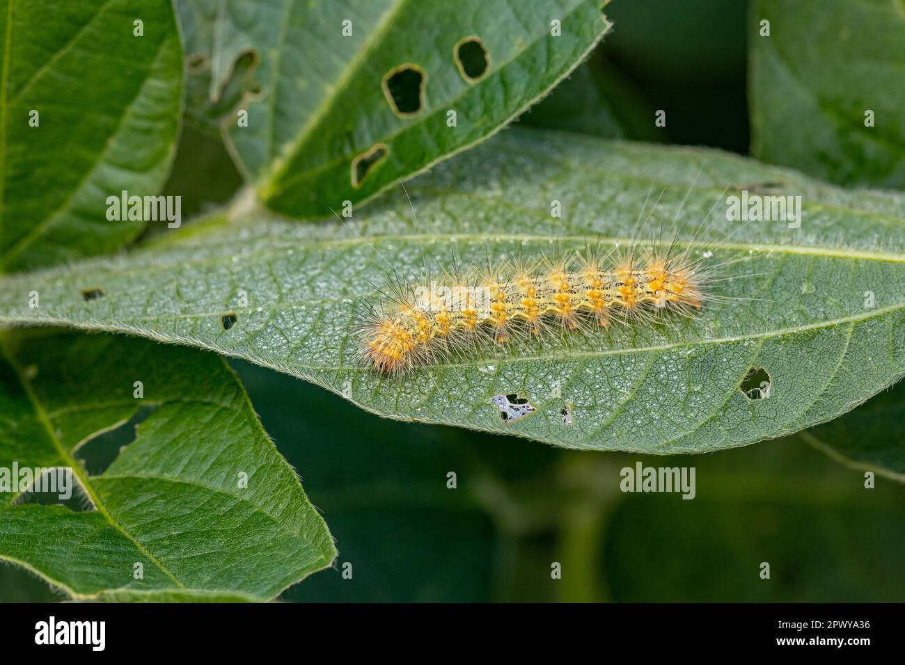 Saltmarsh Caterpillar mangeant des feuilles de soja causant des dommages et des blessures. Agriculture insectes de cultures, lutte antiparasitaire et dommages aux cultures concept. Banque D'Images