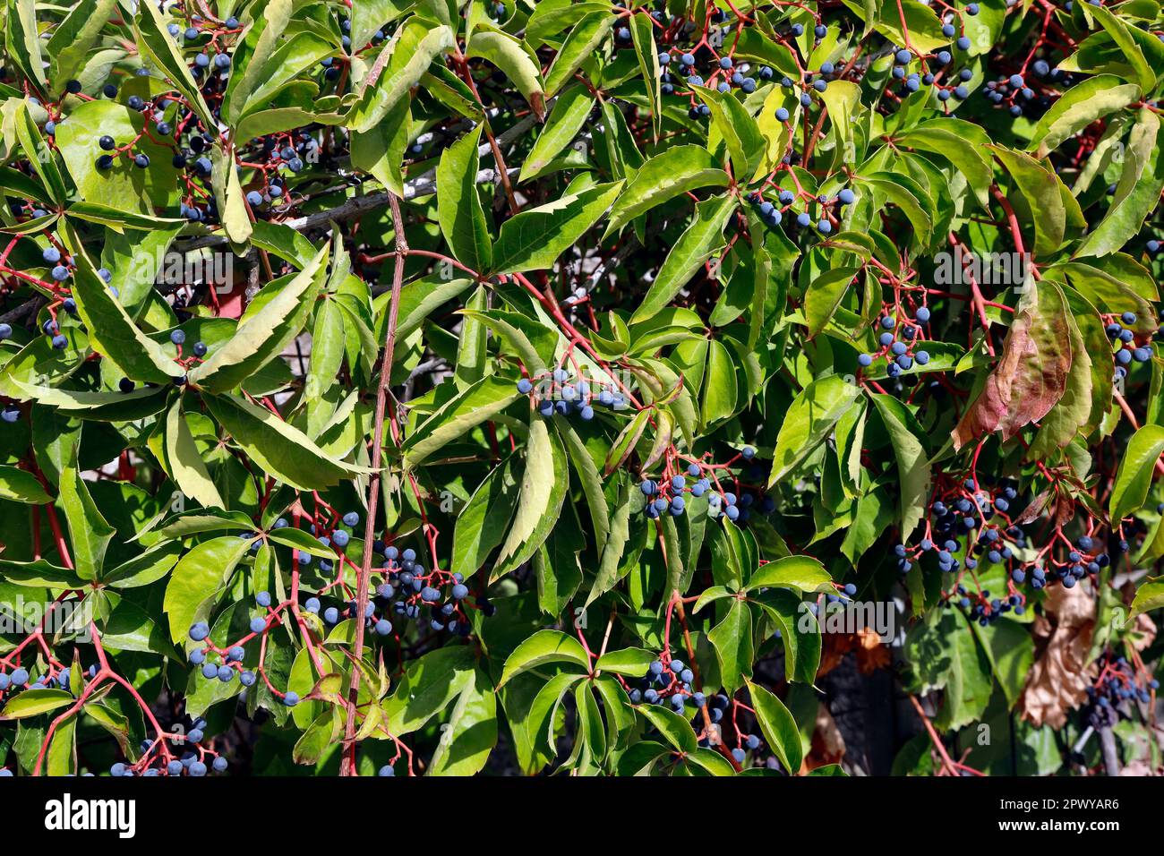 Baies avec tiges rouges. Virginia Creeper - parthenocissus quinquefolia, Banque D'Images