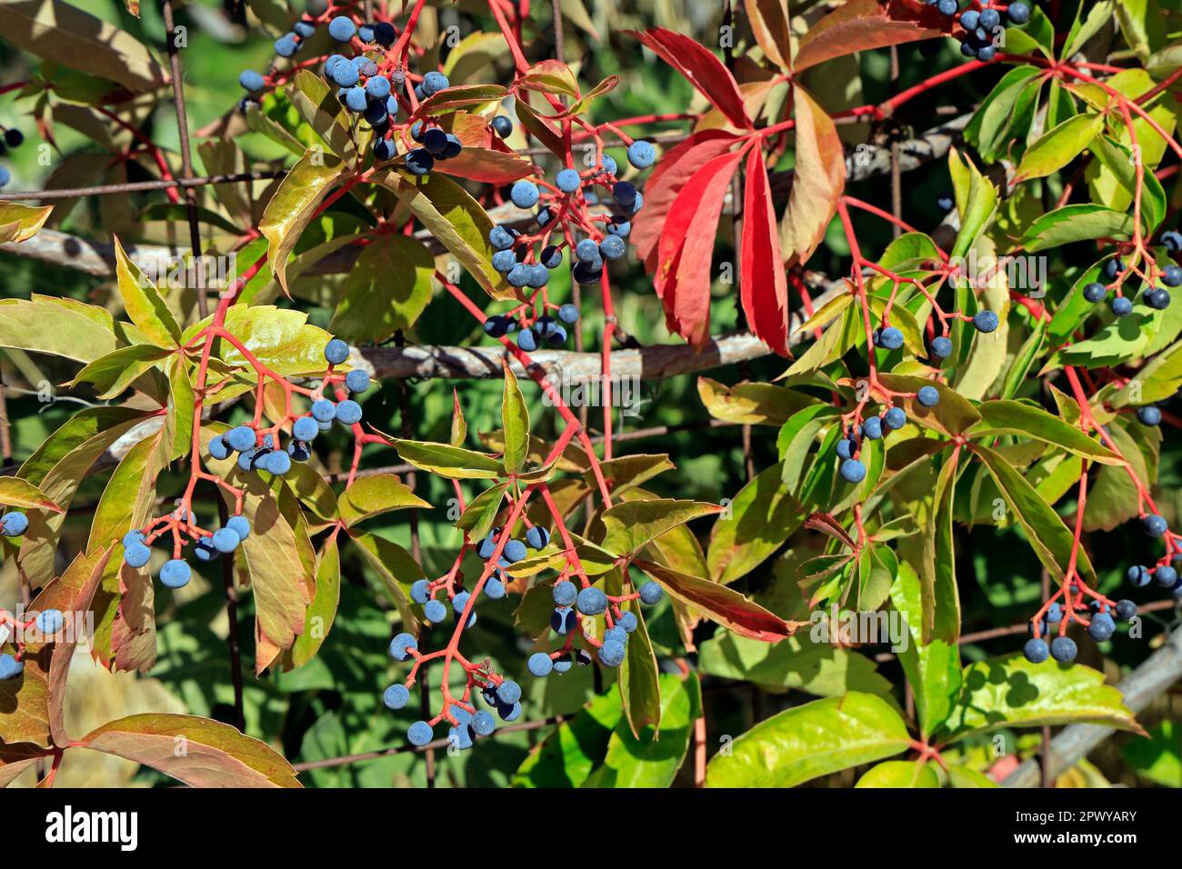 Baies avec tiges rouges. Virginia Creeper - parthenocissus quinquefolia, Banque D'Images