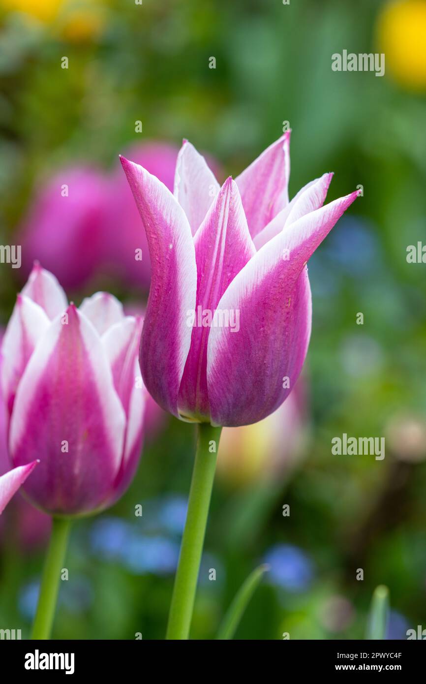 Macro « Ballade » de tulipe à fleurs de nénuphar rose Banque D'Images