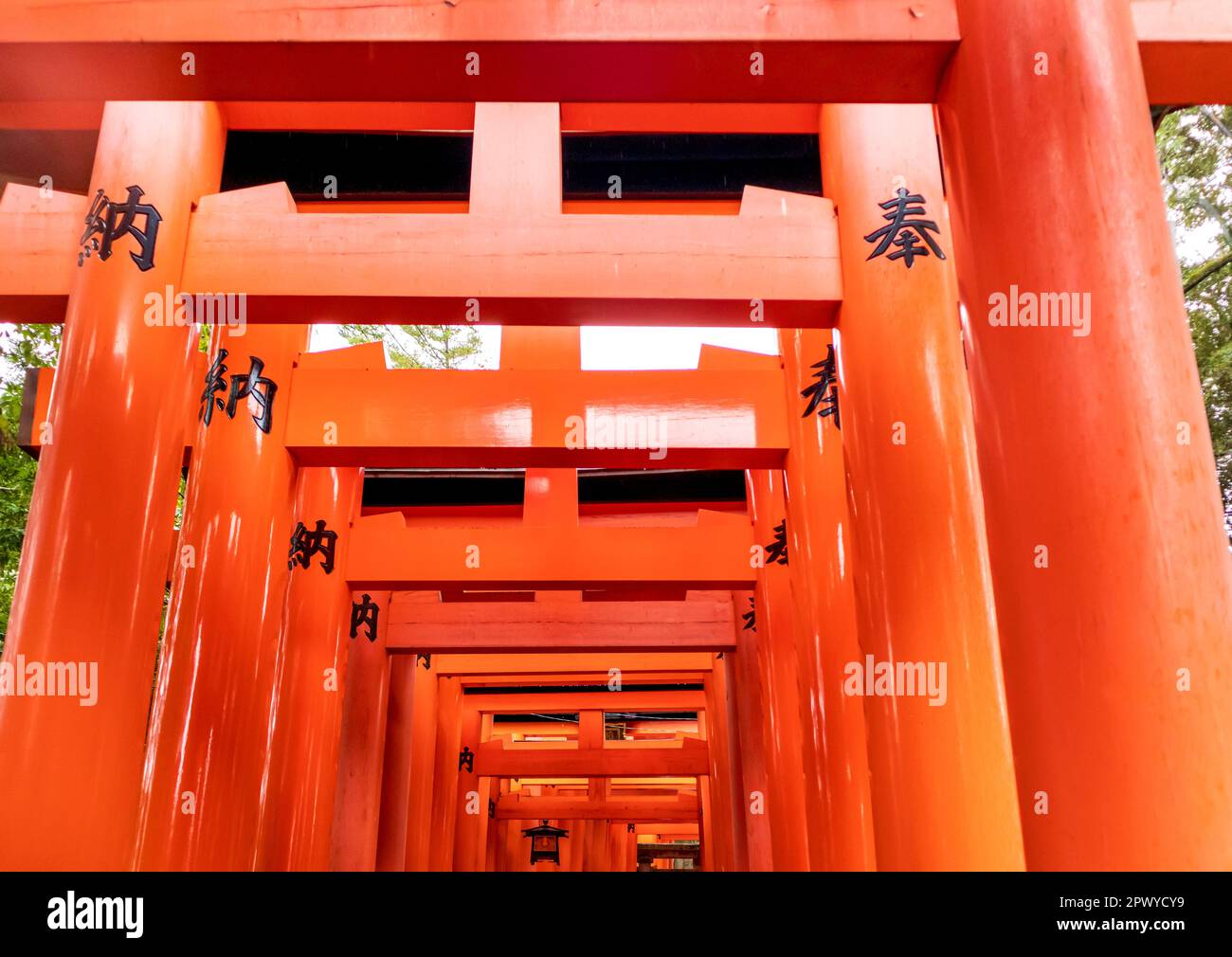 Portes rouges de Torii à Fushimi Inari Taisha, un Shinto Shrine à Kyoto, Japon Banque D'Images