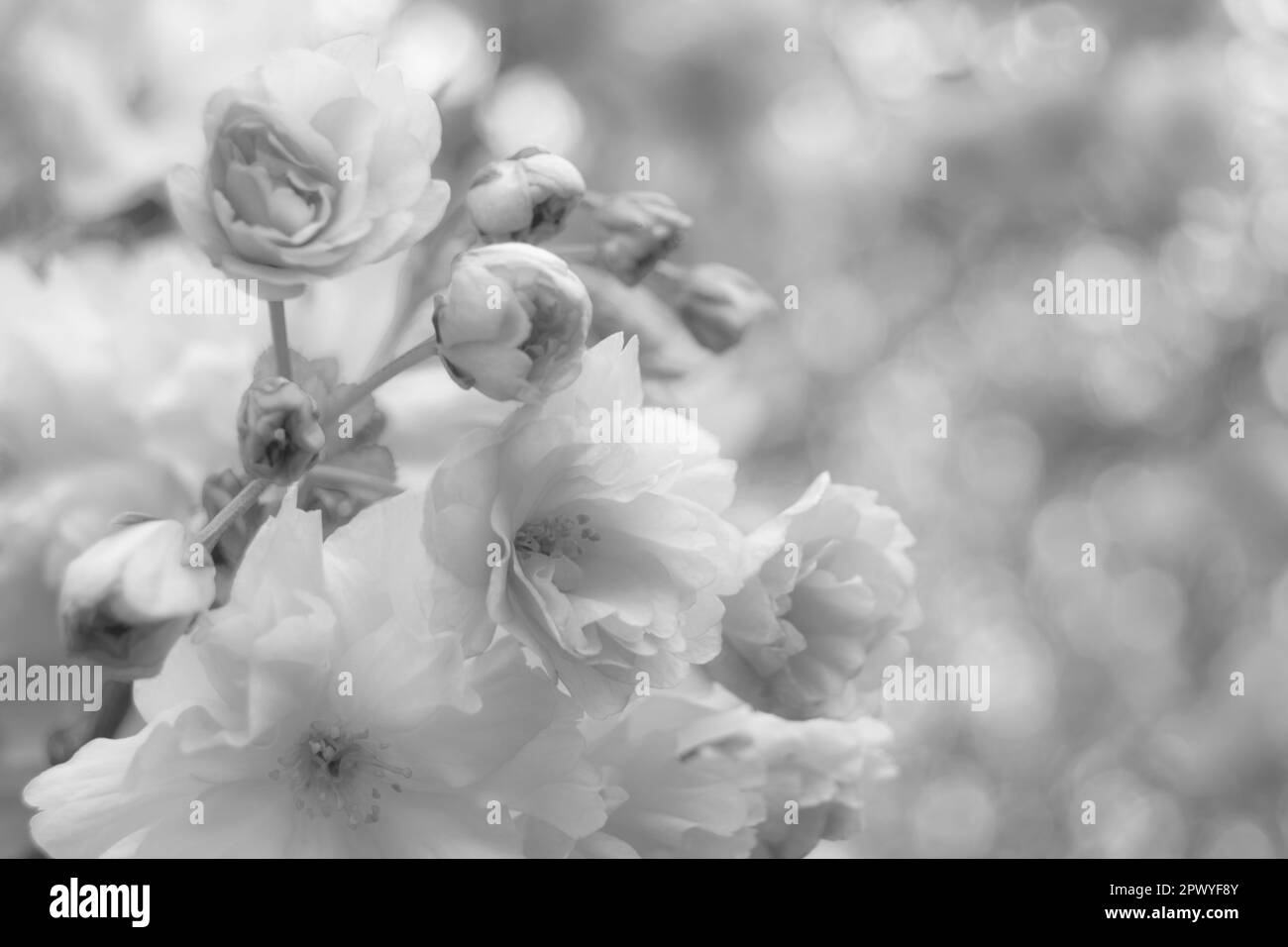 Fleurir sur un arbre en noir et blanc Banque D'Images