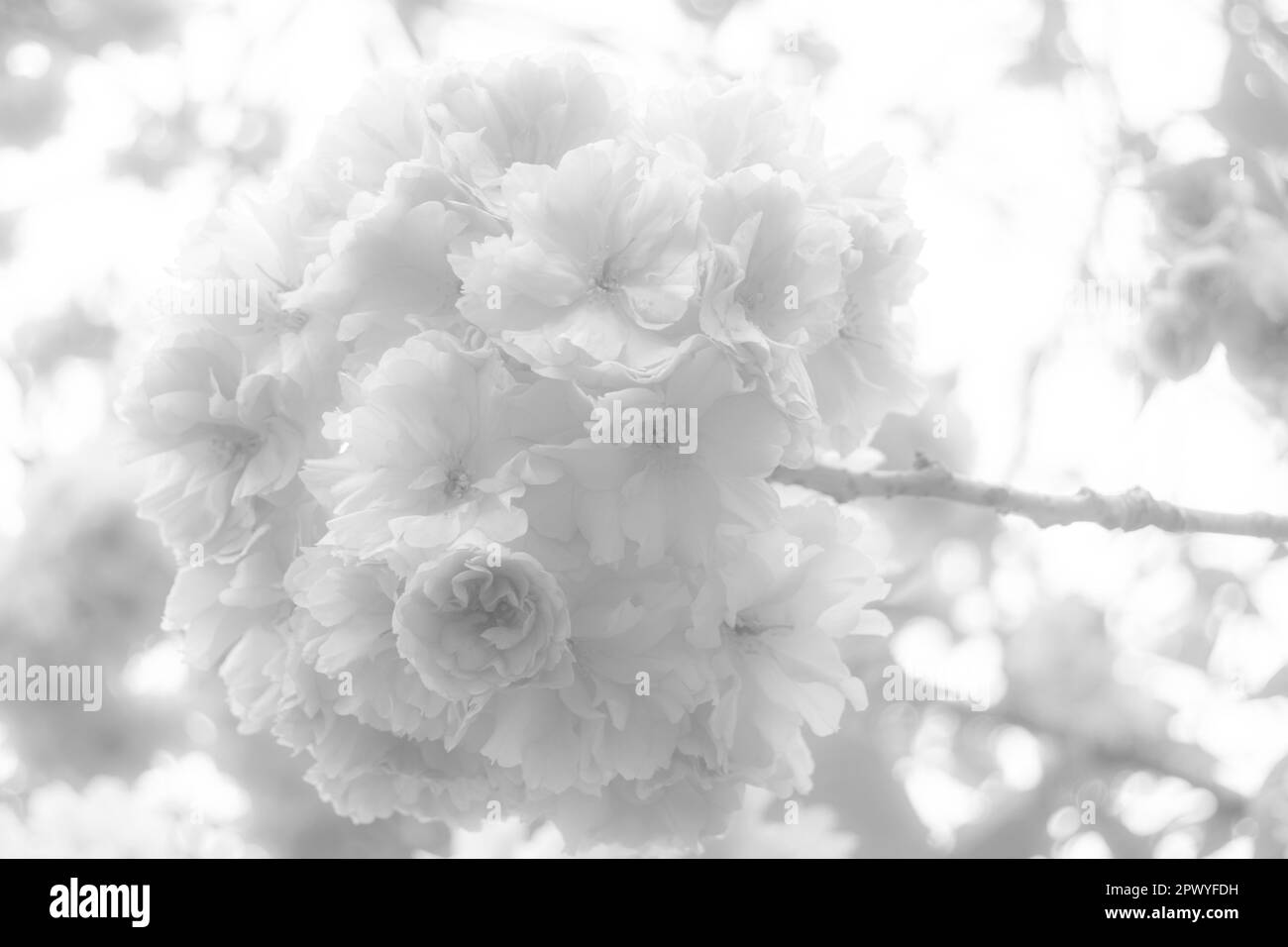 Fleurir sur un arbre en noir et blanc Banque D'Images