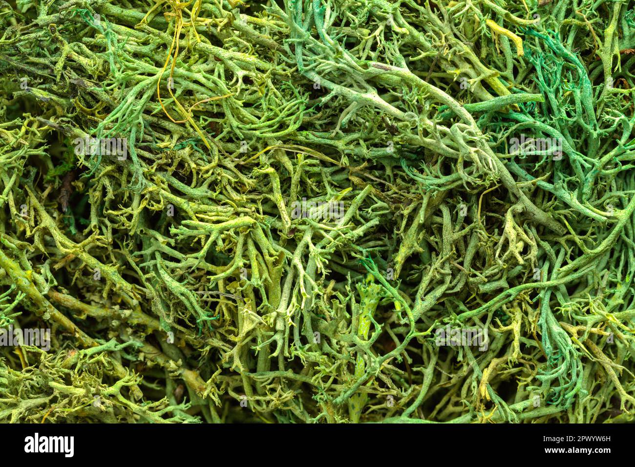 Texture mousse vert sec gros plan. Banque D'Images