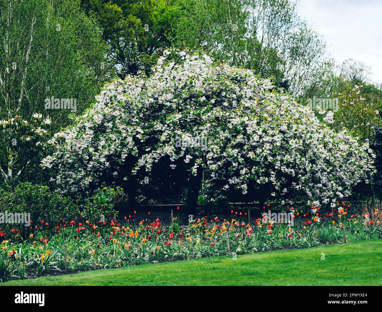 Tulipes au printemps au Dunham Massey Hall and Gardens, Altrincham, Cheshire, Royaume-Uni Banque D'Images