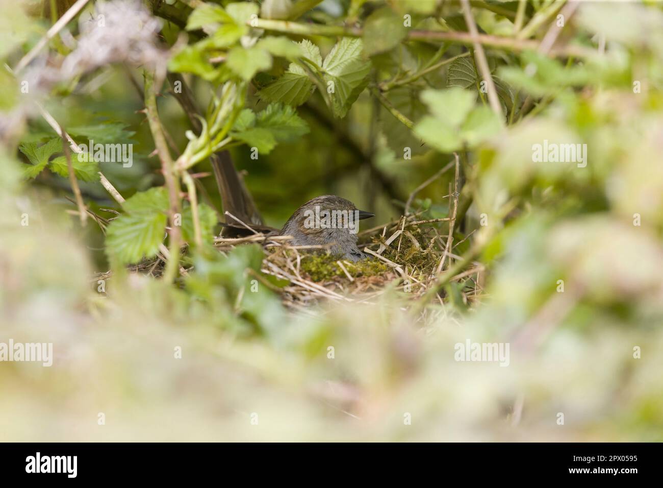 Dunnock Prunella modularis, adulte assis au nid, Suffolk, Angleterre, avril Banque D'Images