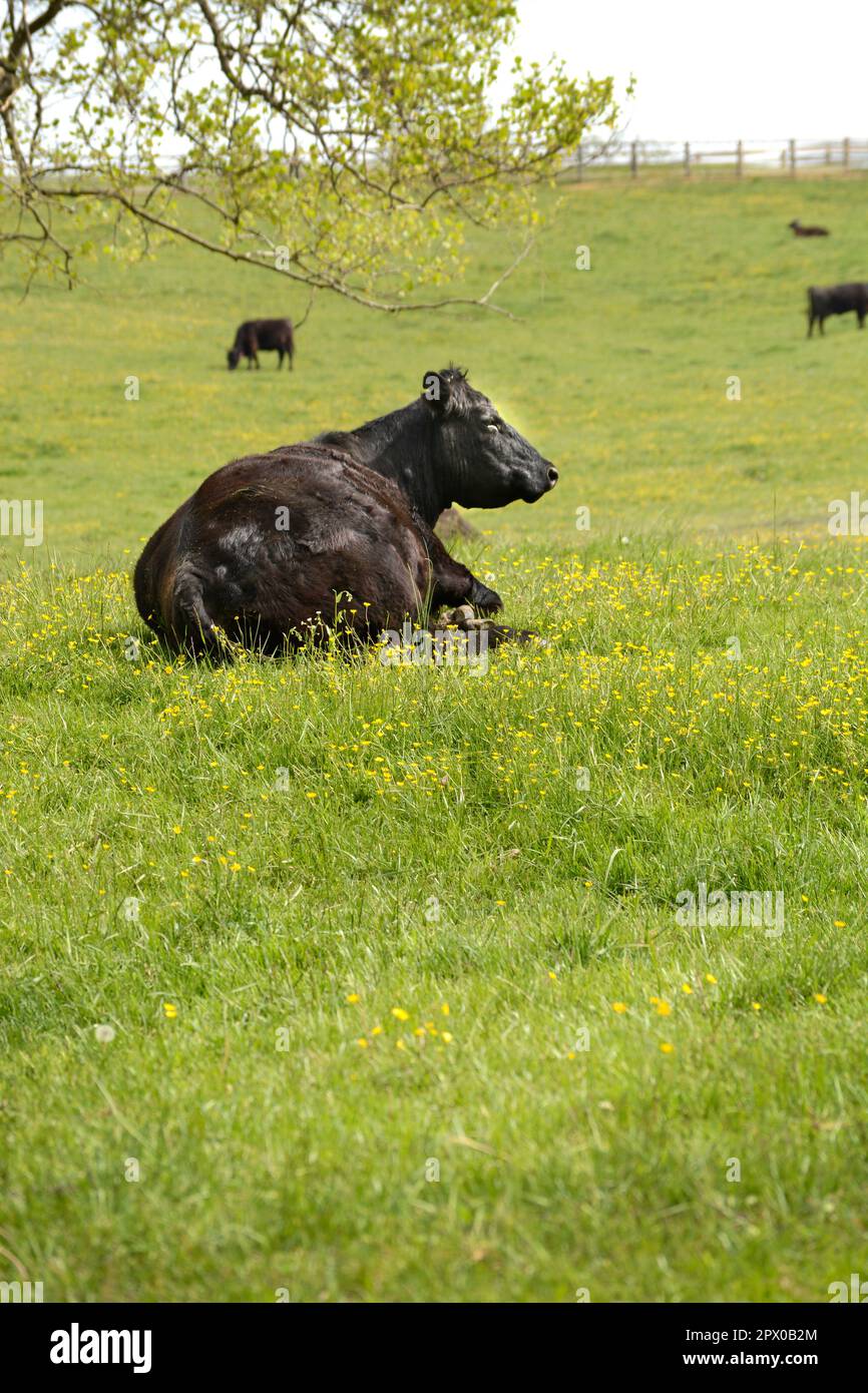 Des bovins noirs se broutent sur un pâturage agricole dans la campagne d'Abingdon, en Virginie. Banque D'Images